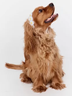 Dog Flower Crown